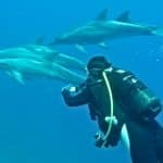 Plongeur du GON avec les dauphins