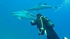 Plongeur du GON avec les dauphins